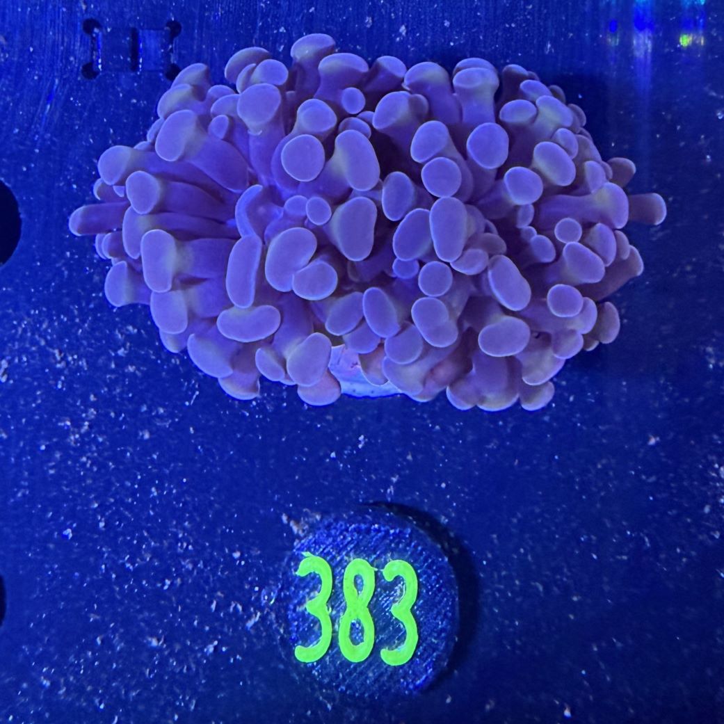 Euphyllia paraancora 1 Kopf "Rosegold" 0365