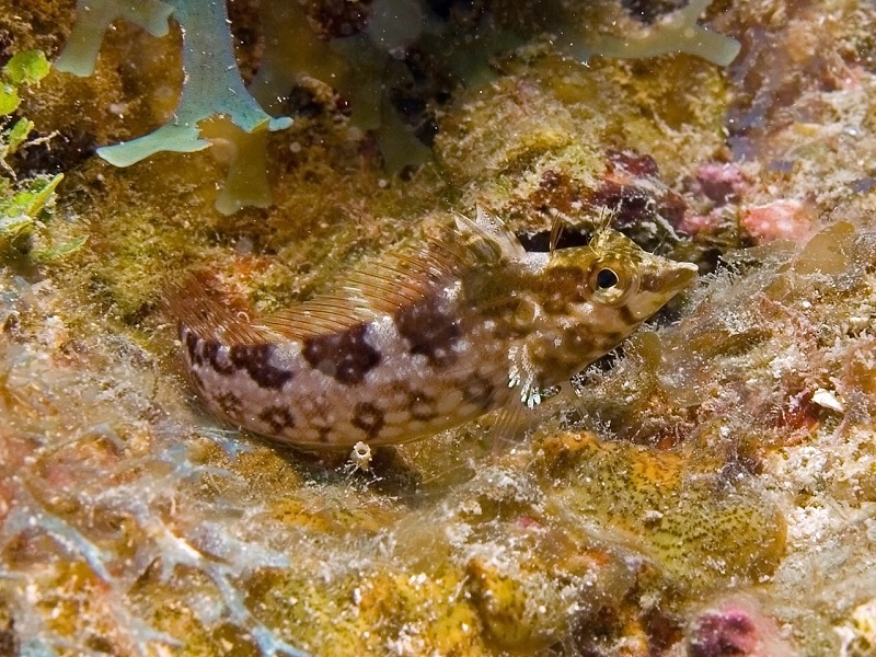 Malacoctenus boehlkei - Diamant Schleimfisch