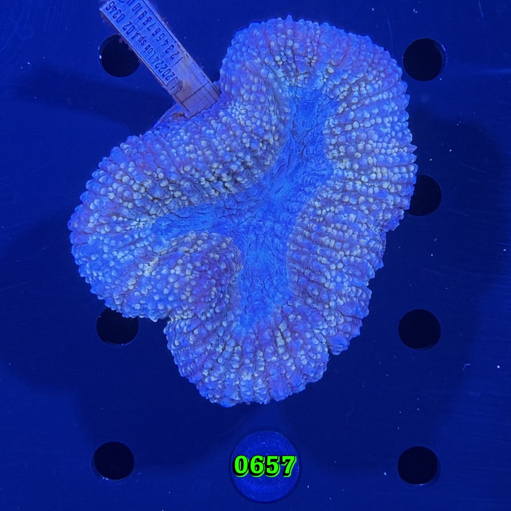 Lobophyllia sp. WYSIWYG 0657