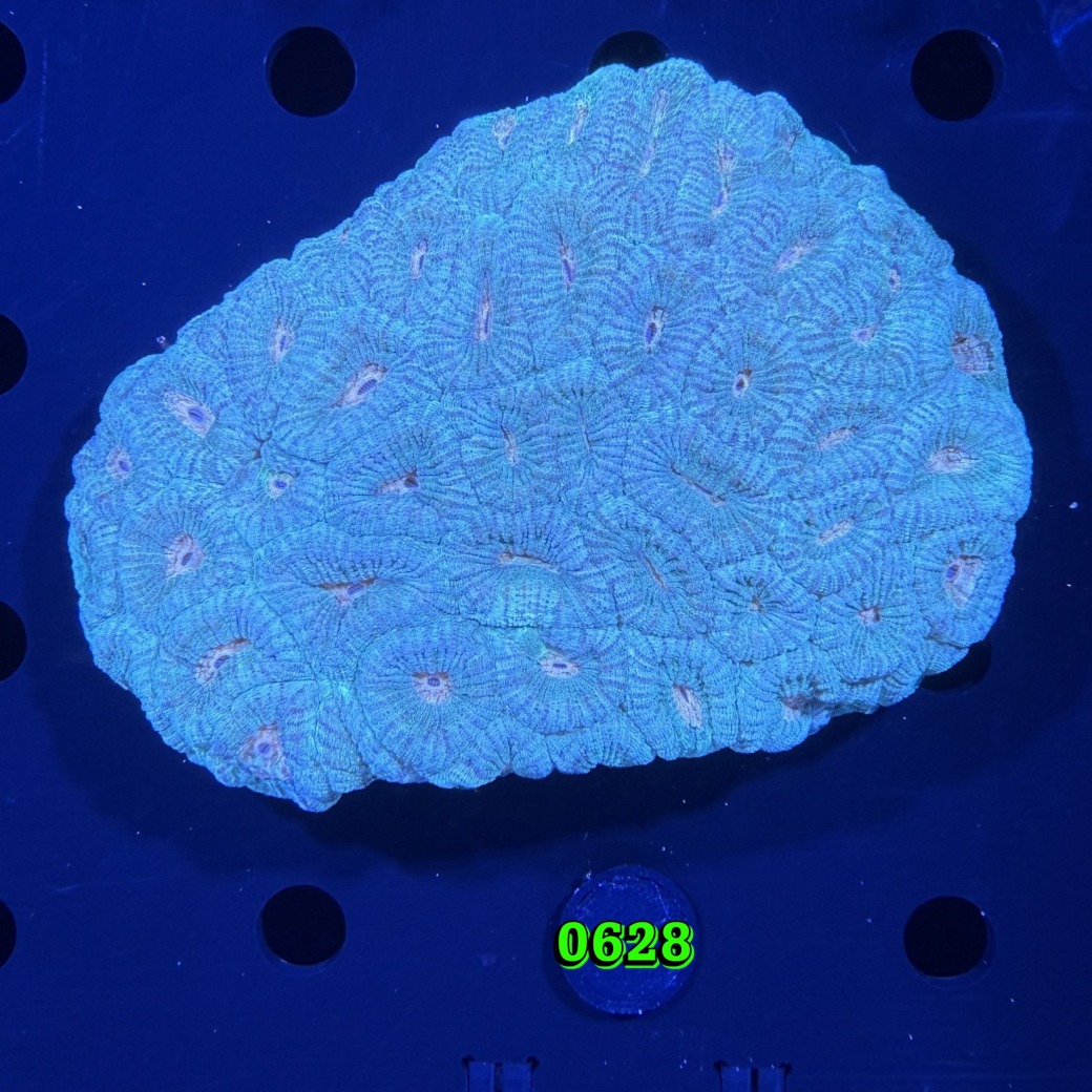 Favia sp. WYSIWYG 0628