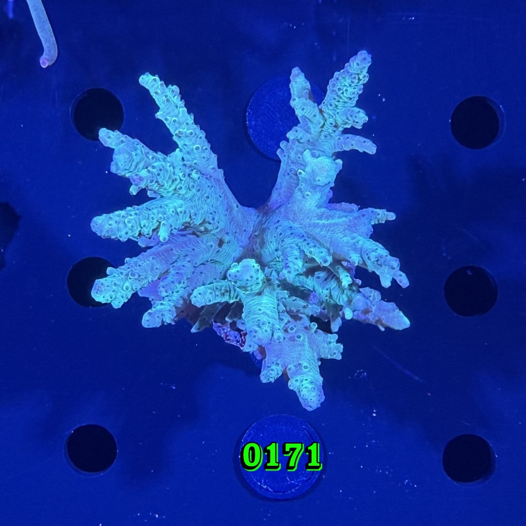 Lobophytum sp. - Lederkoralle 0171 PPNZ