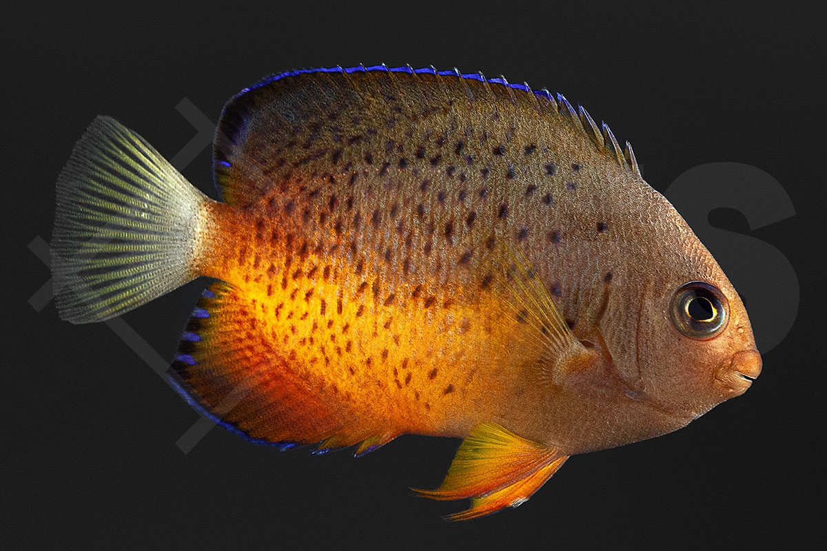 Centropyge ferrugata - Rotbrauner Zwergkaiserfisch Centropyge ferrugata - Rotbrauner Zwergkaiserfisch