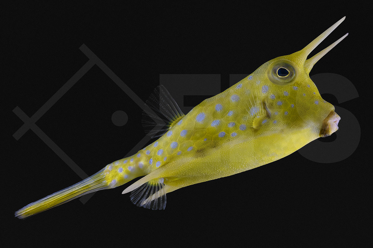 Lactoria cornuta - Gehörnter Kuhkofferfisch