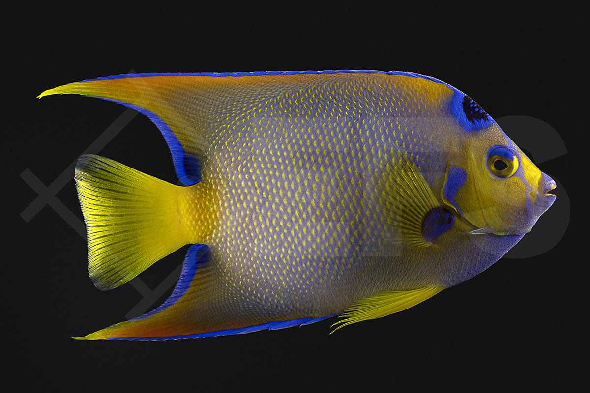 Holacanthus Ciliaris - Diadem-Prachtkaiserfisch