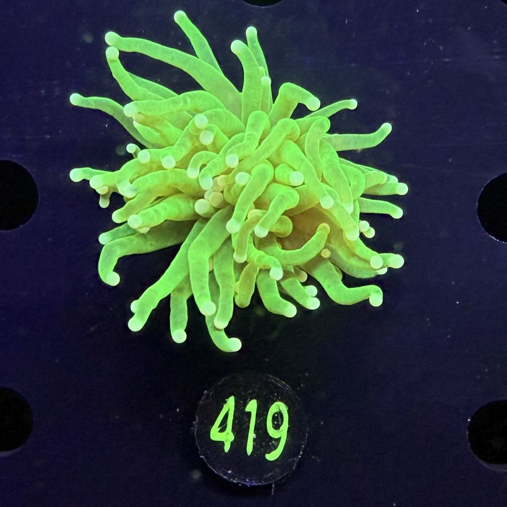 Euphyllia glabrescens - Fackelkoralle Torch "Hulk" 0419