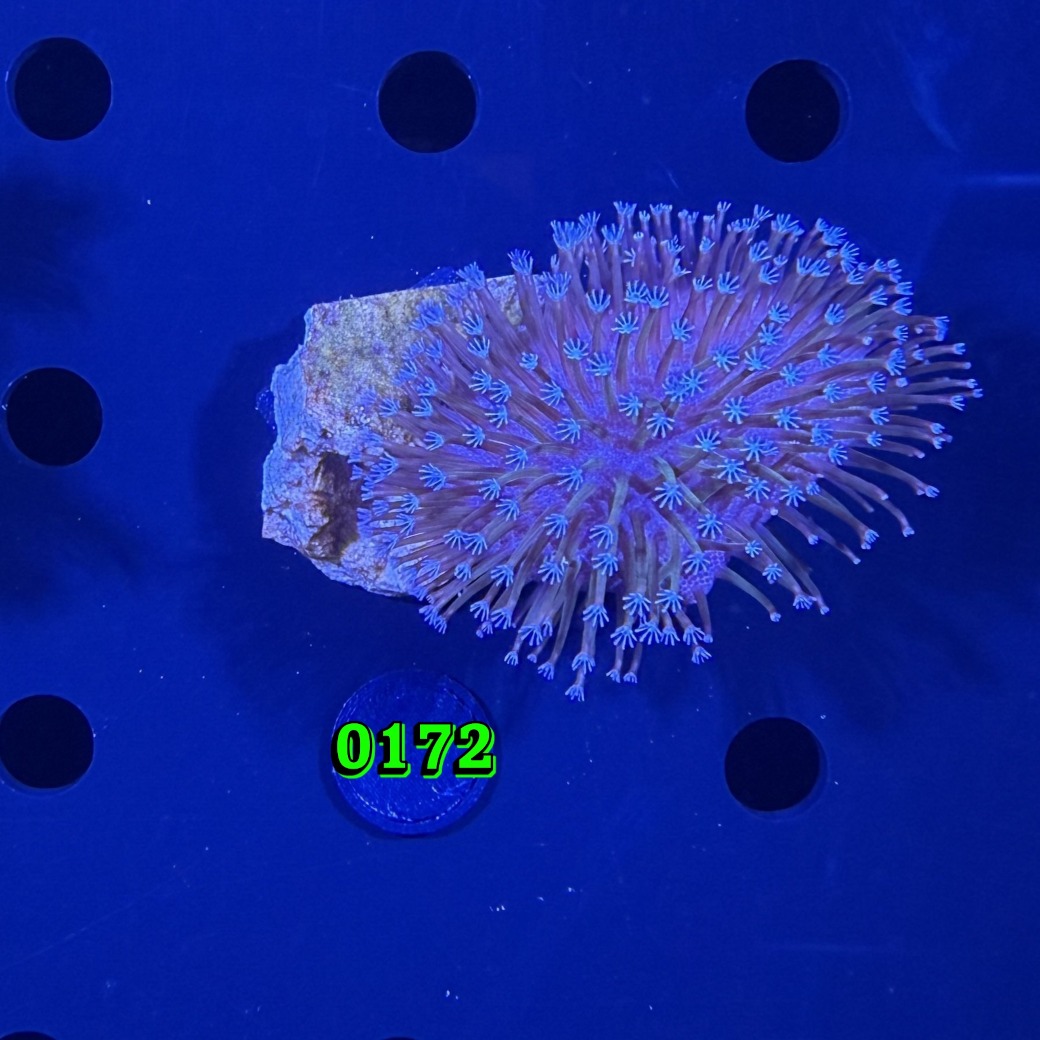 Sacrophyton sp. - Pilzlederkoralle 0172 PPNZ