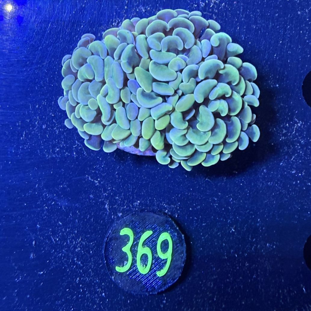 Euphyllia paraancora 2 Kopf "gold" 0369