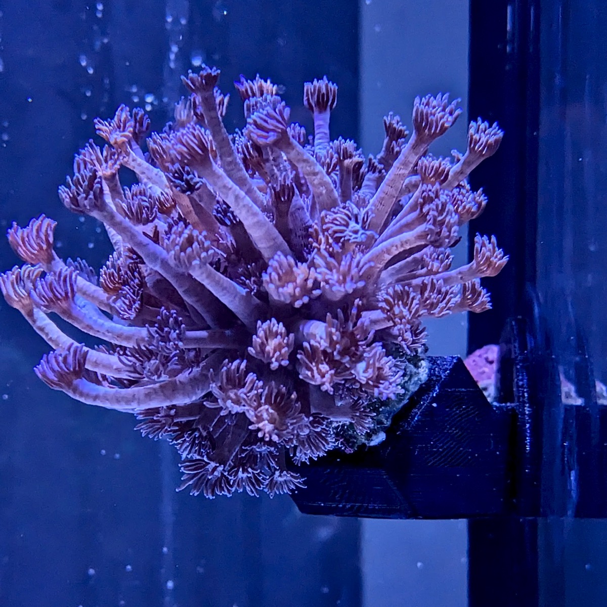 *NEU* PlanktonPlus Flying Corals Korallenhalter (Rückwand gerade)