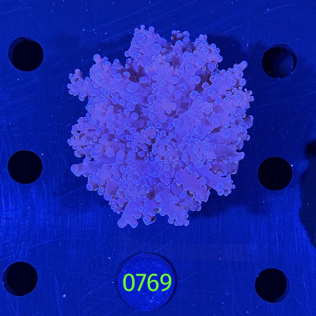 Euphyllia divisa aussi WYSIWYG 0769