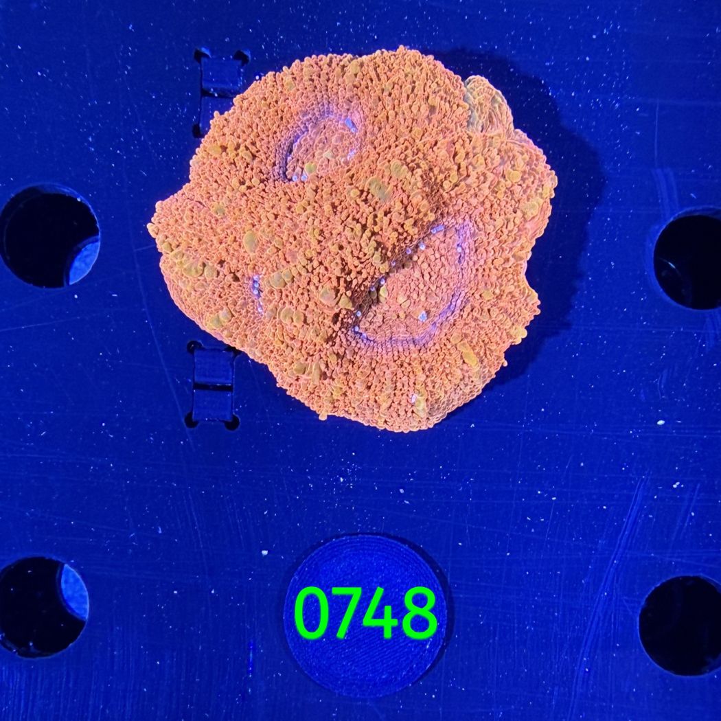 Acanthastrea bowerbanki Aussi WYSIWYG 0748
