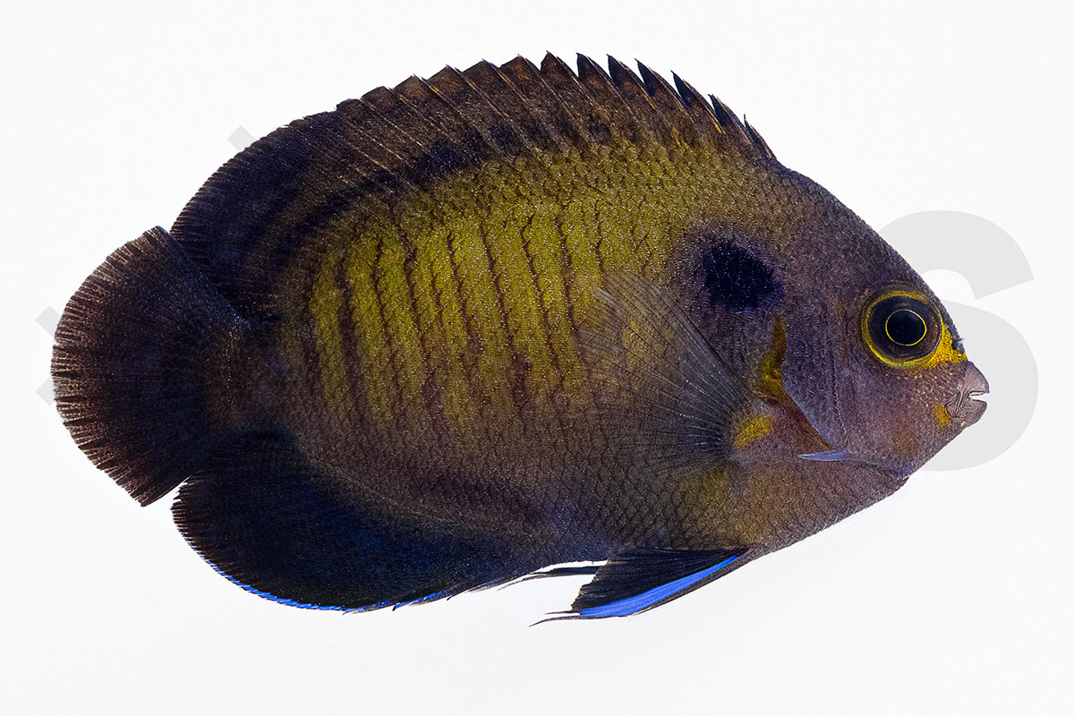 Centropyge multispinis - Brauner Zwergkaiserfisch