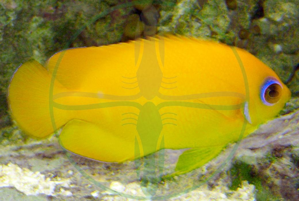 Centropyge flavissima - Zitronen-Zwergkaiserfisch