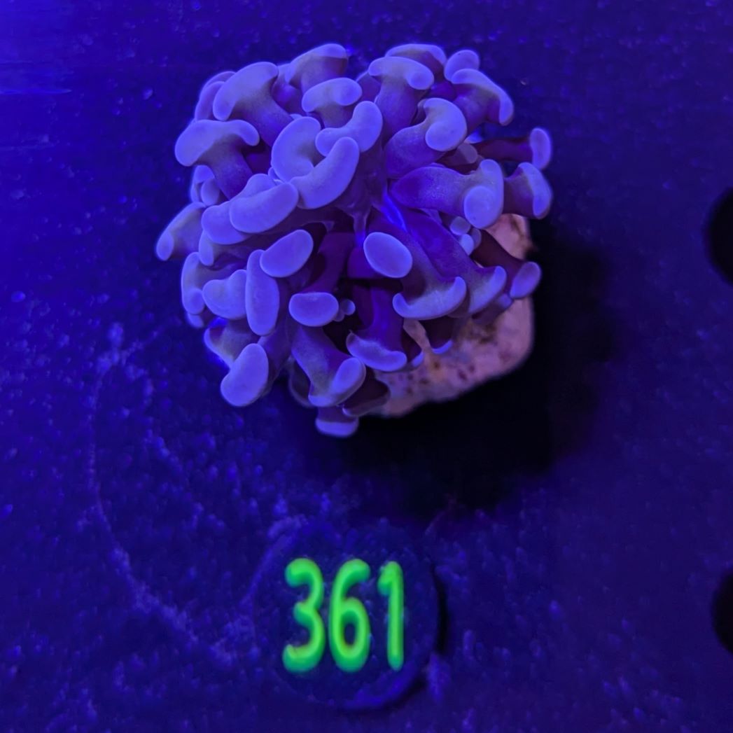 Euphyllia paraancora  0361