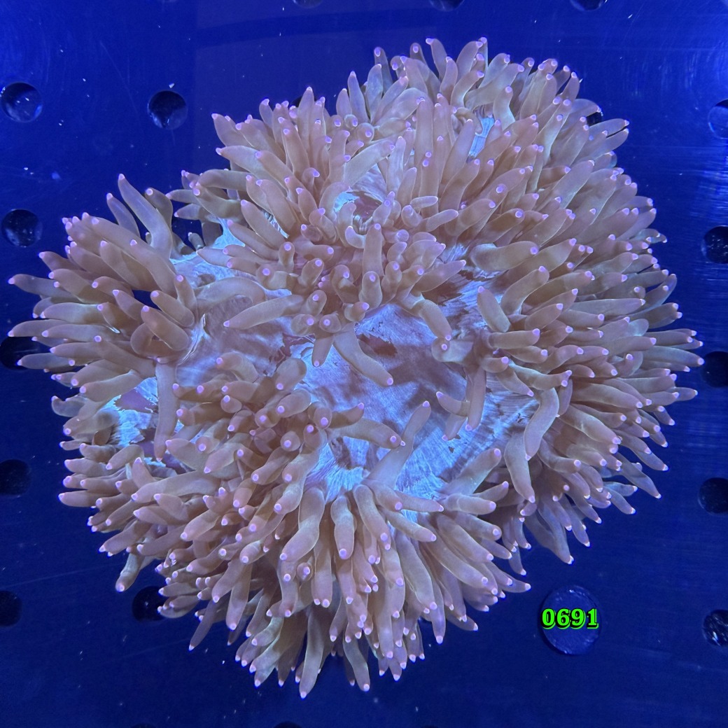 Catalaphyllia jardinei WYSIWYG 0691