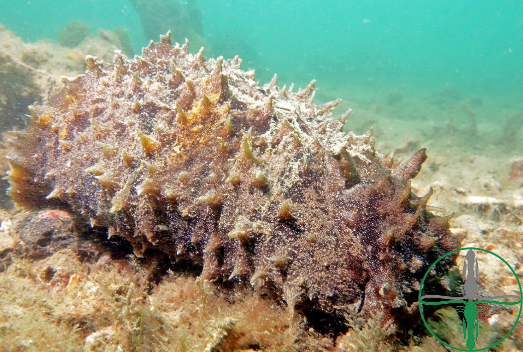 Dolabella auricularia (Seehase)