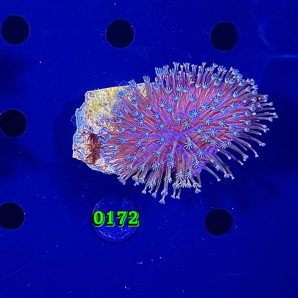 Sacrophyton sp. - Pilzlederkoralle 0172 PPNZ
