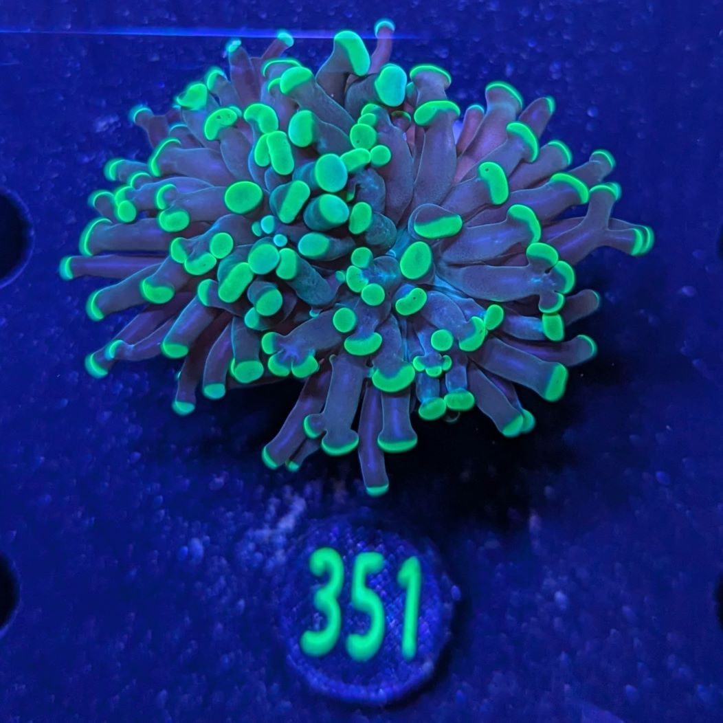 Euphyllia paraancora 1 Kopf "grün"  - Deutsche Nachzucht 0351