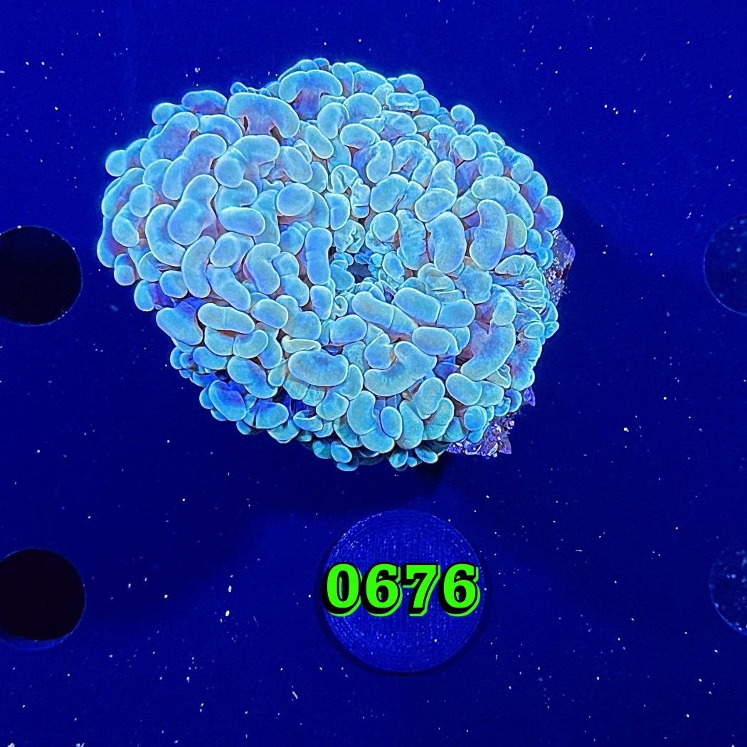 Euphyllia paraancora WYSIWYG 0676