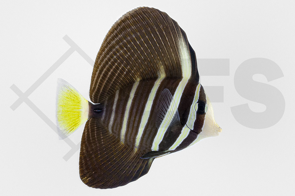 Zebrasoma veliferum - Östlicher Segelflossen Doktorfisch Zebrasoma veliferum - Östlicher Segelflossen Doktorfisch