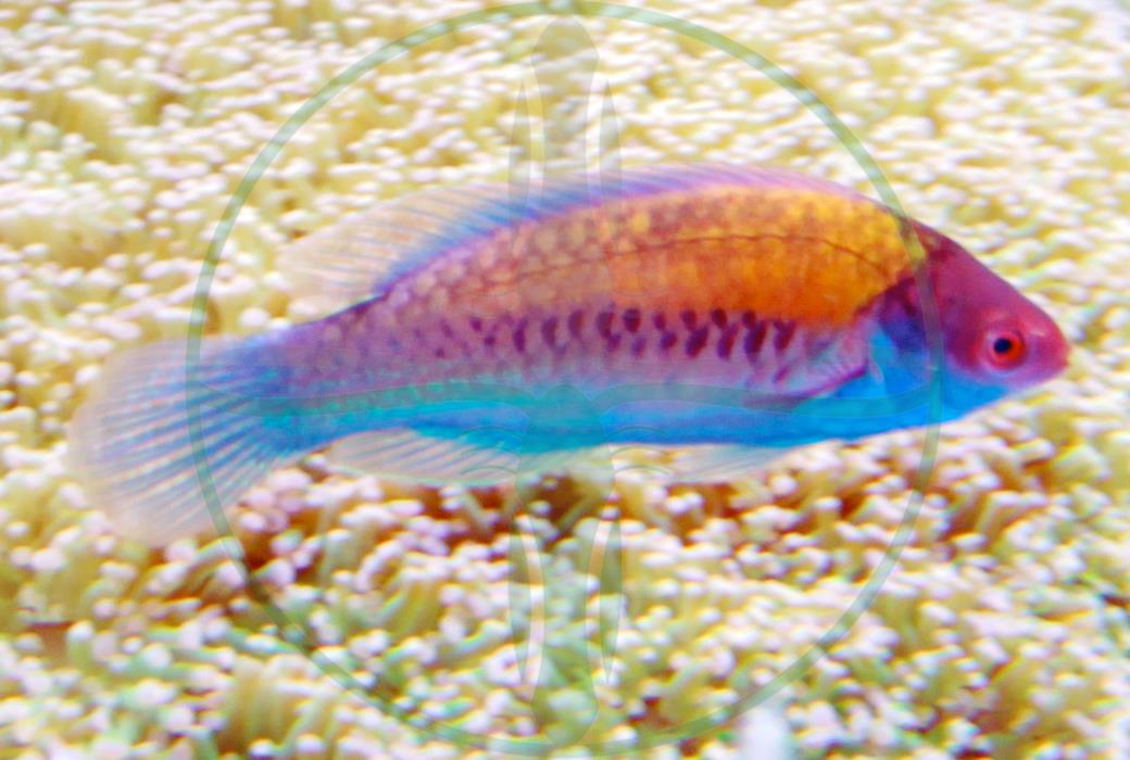 Cirrhilabrus cyanopleura - Blauschuppen Zwerglippfisch