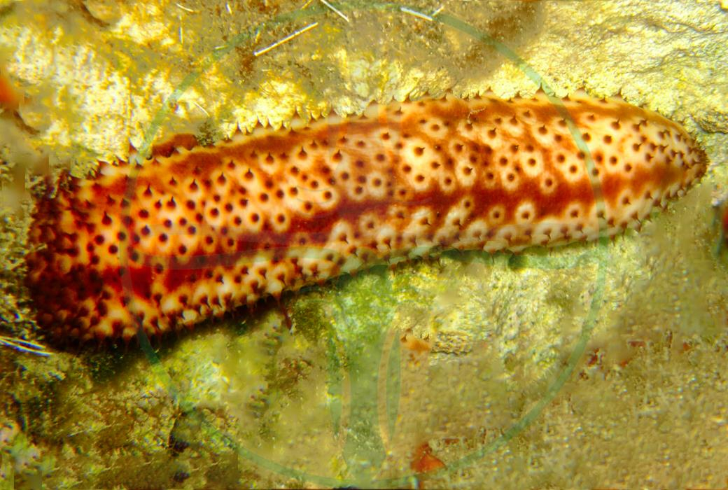 Holothuria thomasi - Tigerschwanzseegurke