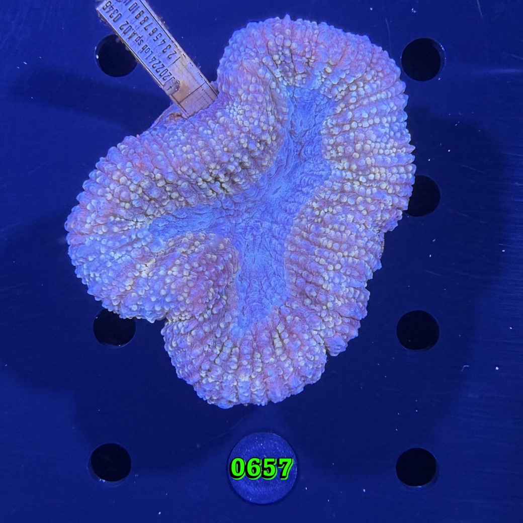 Lobophyllia sp. WYSIWYG 0657
