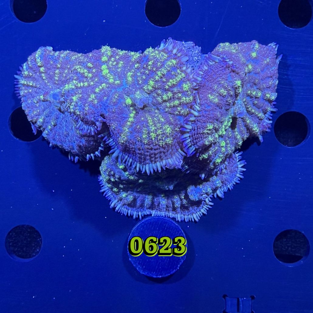 Rhodactis sp. WYSIWYG 0623