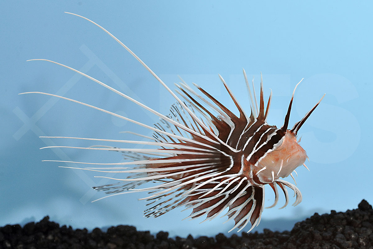 Pterois radiata - Strahlen Feuerfisch Pterois radiata - Strahlen Feuerfisch
