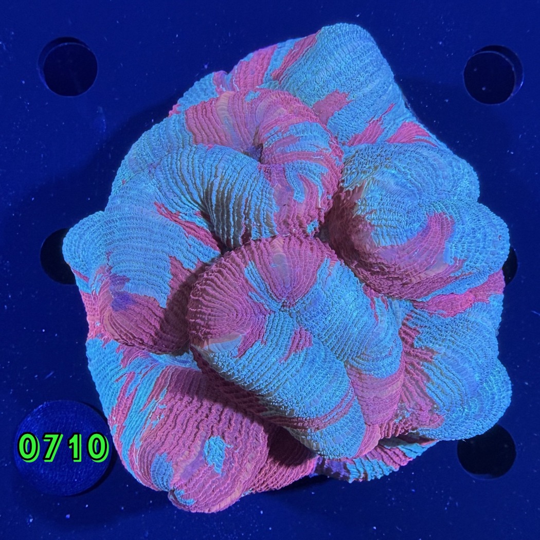 Trachyphyllia geoffroyi WYSIWYG 0710