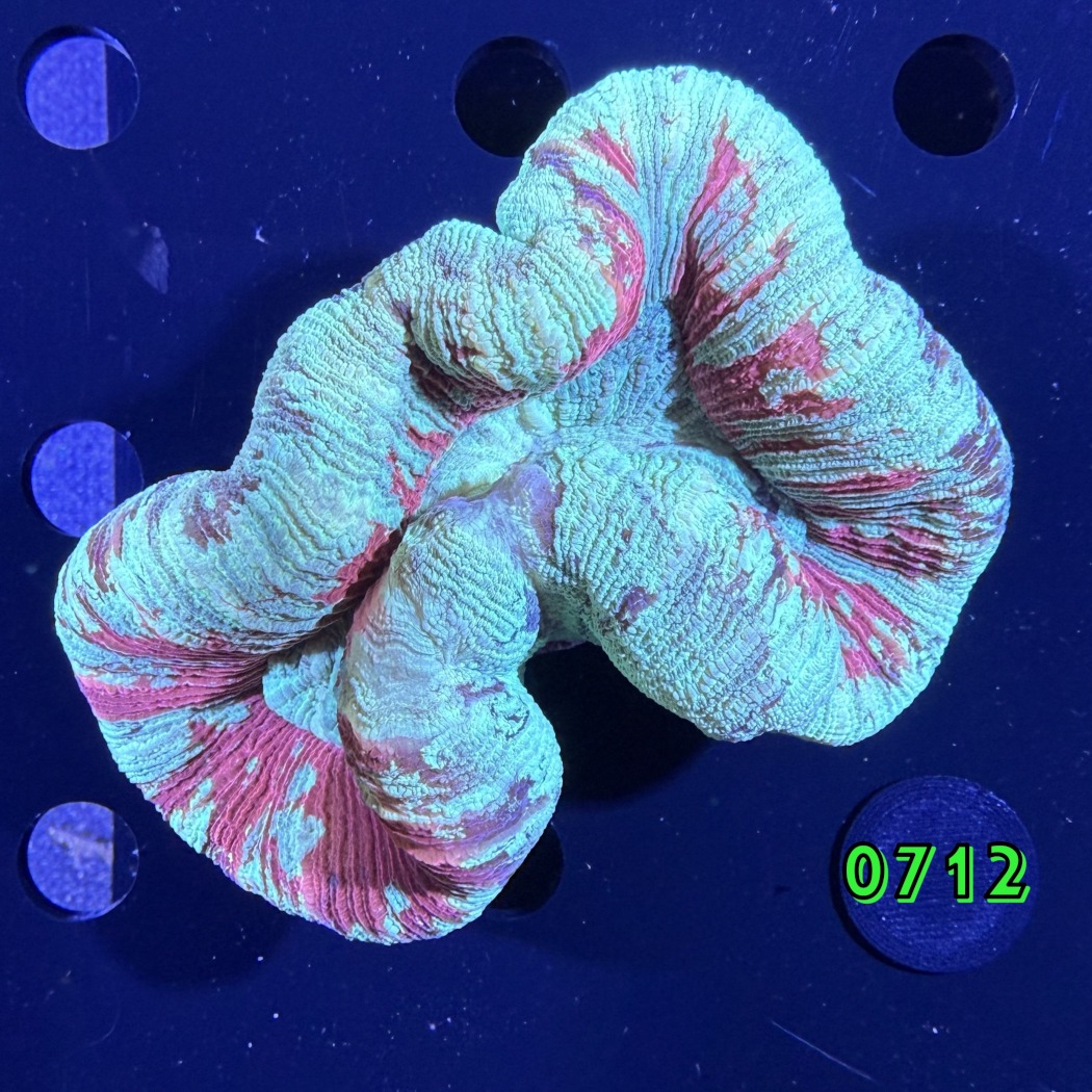 Trachyphyllia geoffroyi WYSIWYG 0712