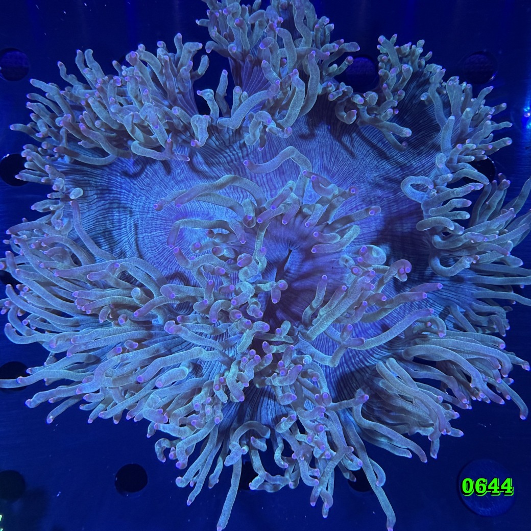 Catalaphyllia jardinei WYSIWYG 0644