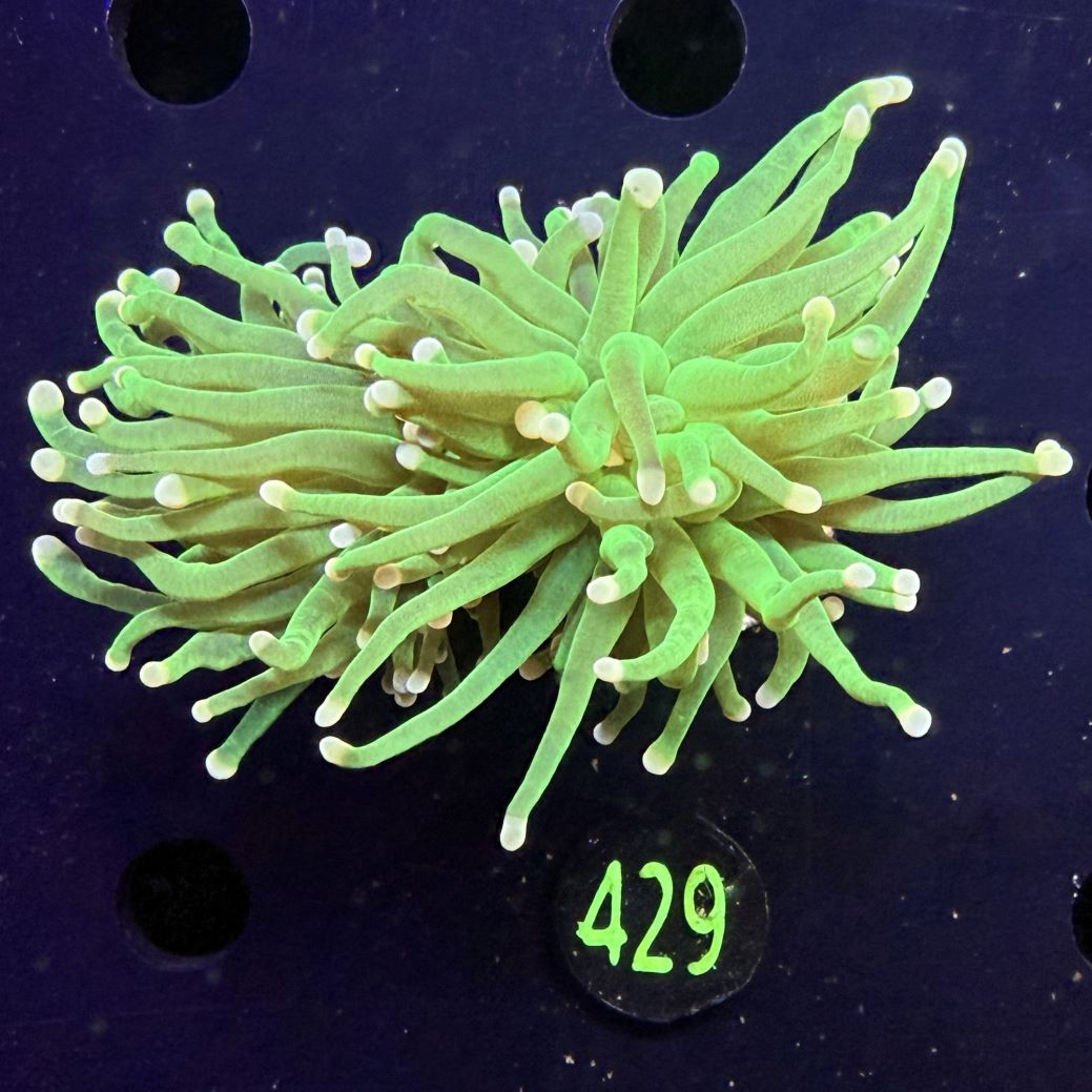 Euphyllia glabrescens - Fackelkoralle Torch "Cotton candy" 2 Kopf 0429