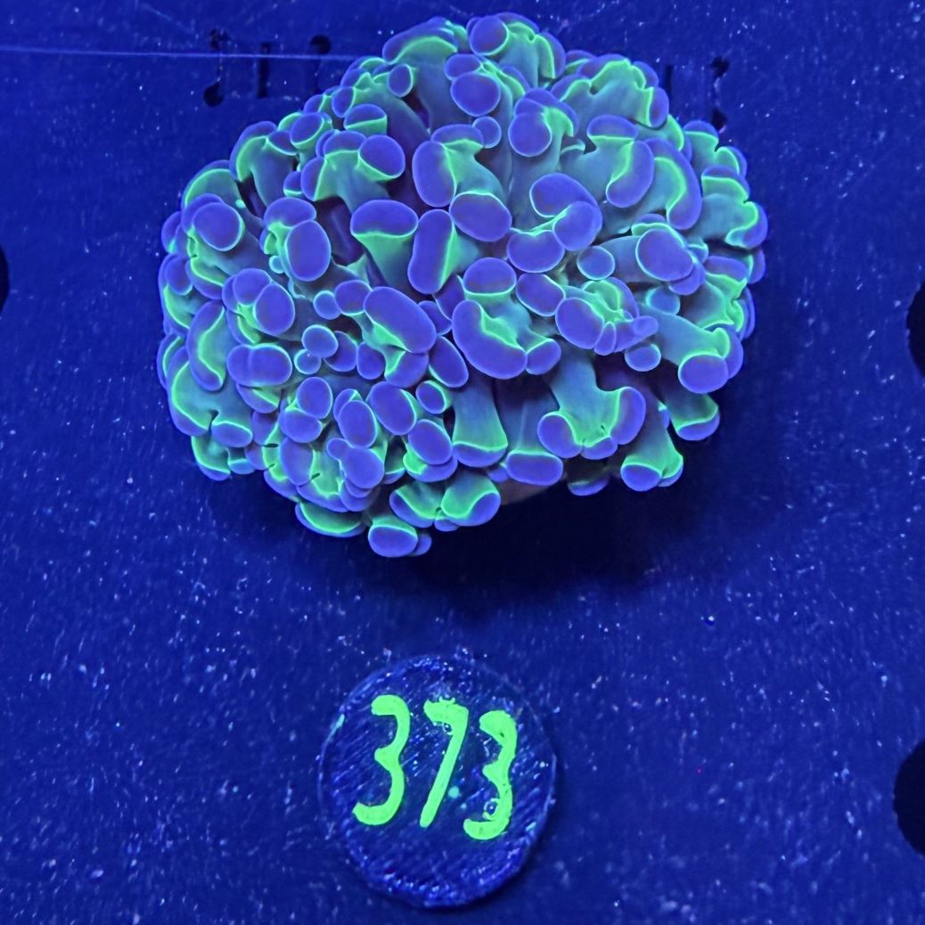 Euphyllia paraancora "Holo" 0363