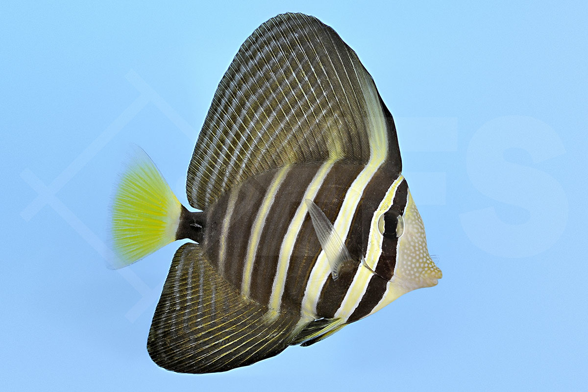 Zebrasoma veliferum - Östlicher Segelflossen Doktorfisch Zebrasoma veliferum - Östlicher Segelflossen Doktorfisch