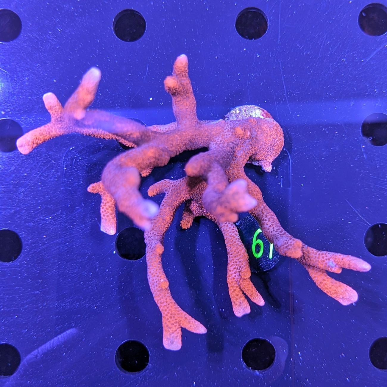 Montipora digitata - Kleinpolypige Steinkoralle Rot Deutsche Nachzucht 0061
