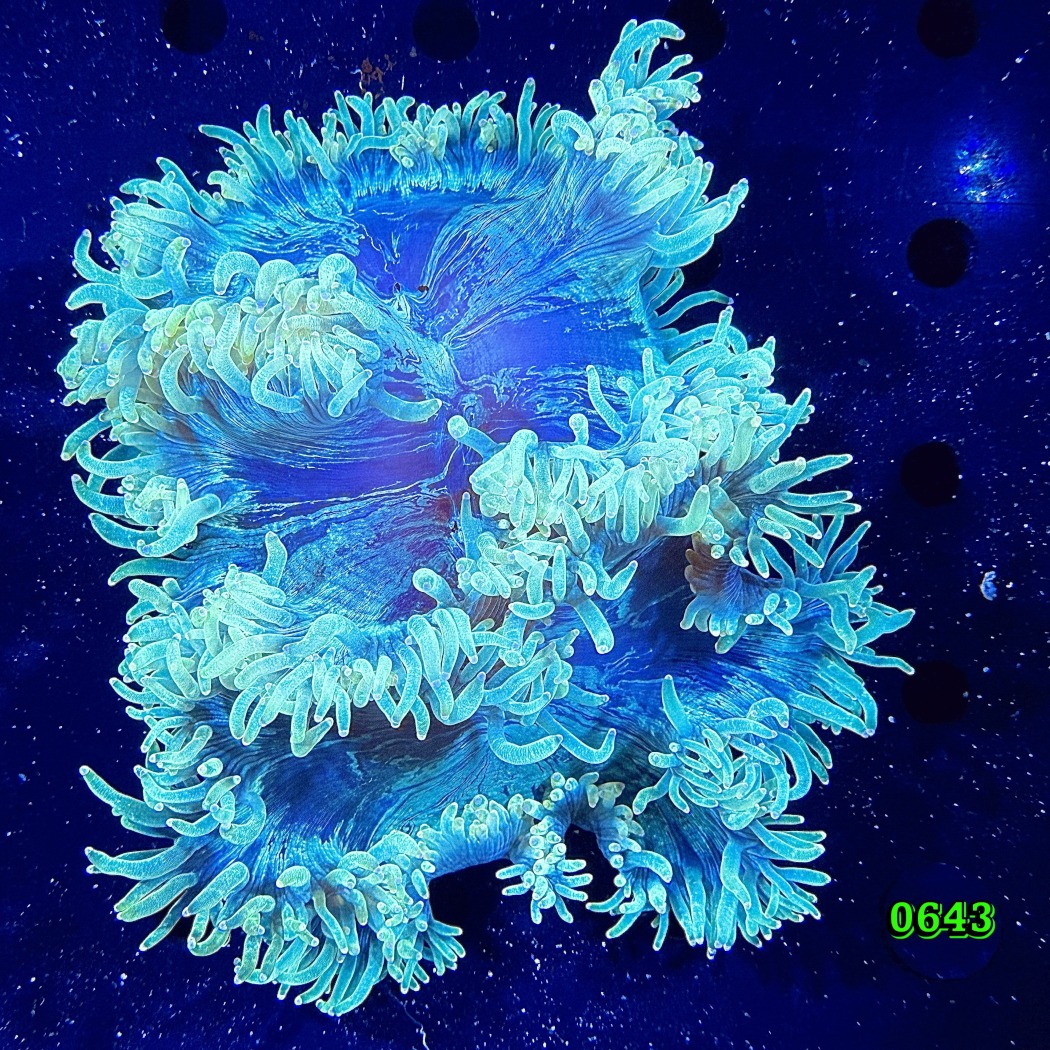 Catalaphyllia jardinei WYSIWYG 0643