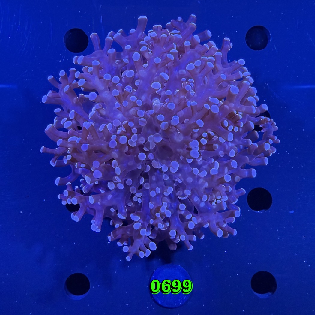 Euphyllia paradivisa - Froschlaichkoralle 0699
