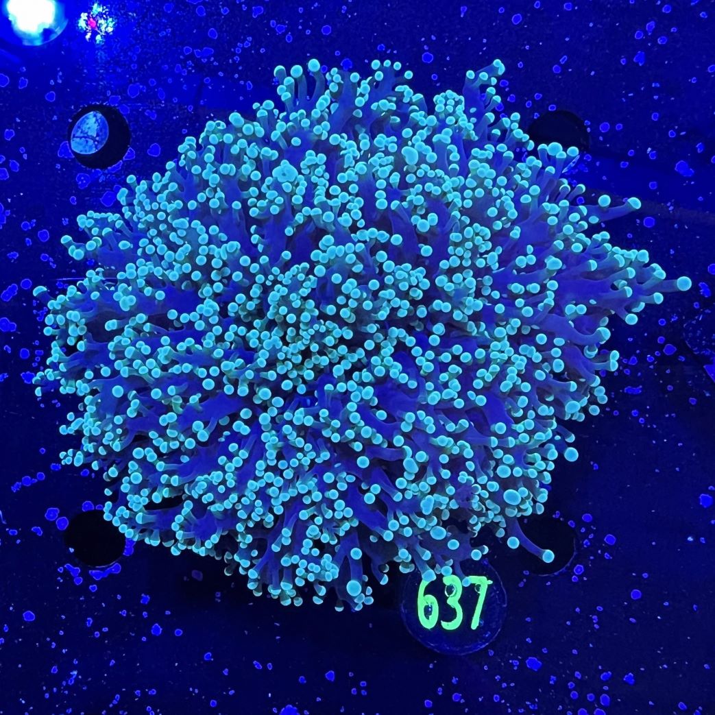 Euphyllia divisa aussi WYSIWYG 0637