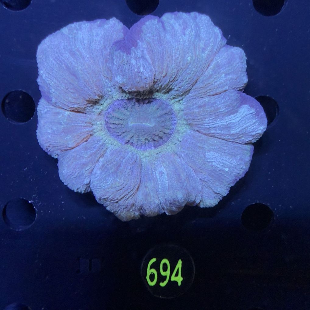 Trachyphyllia geoffroyi WYSIWYG 0694