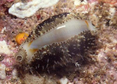 Monetaria annulus - Goldring Kaurischnecke