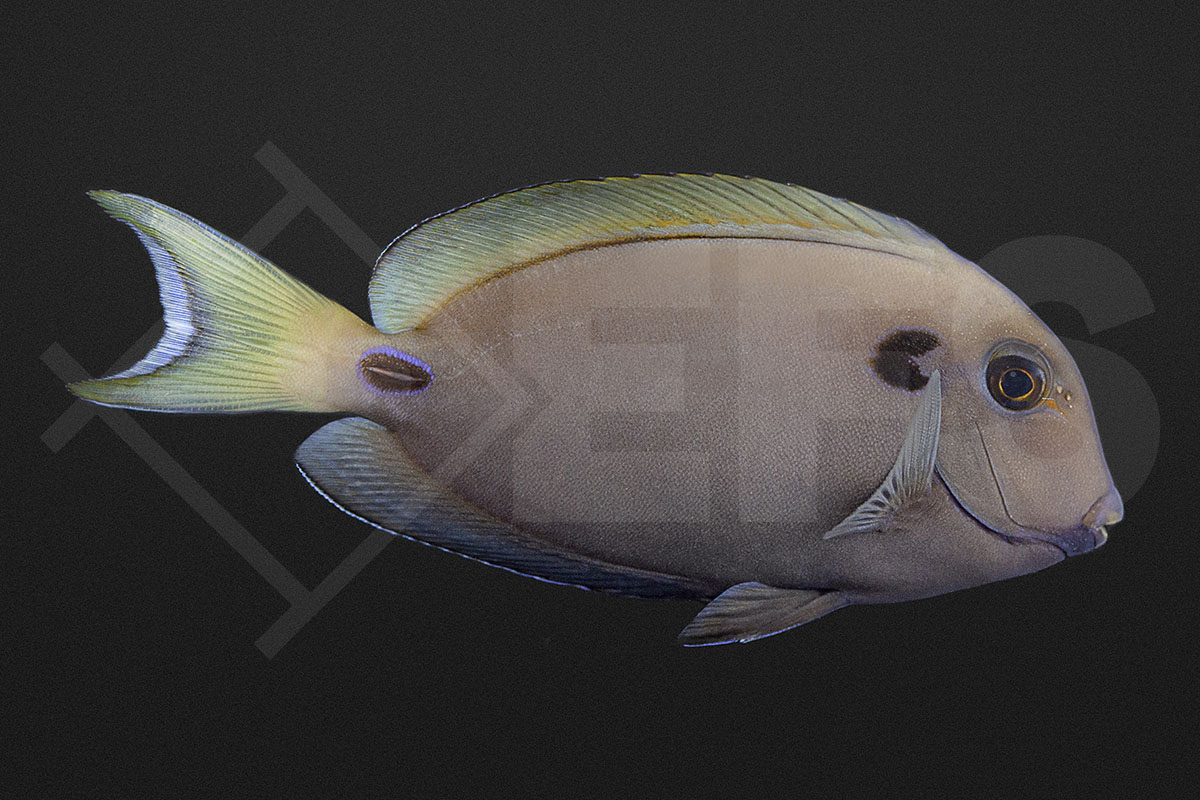 Acanthurus tennentii - Kreisdorn Doktorfisch Acanthurus tennentii - Kreisdorn Doktorfisch