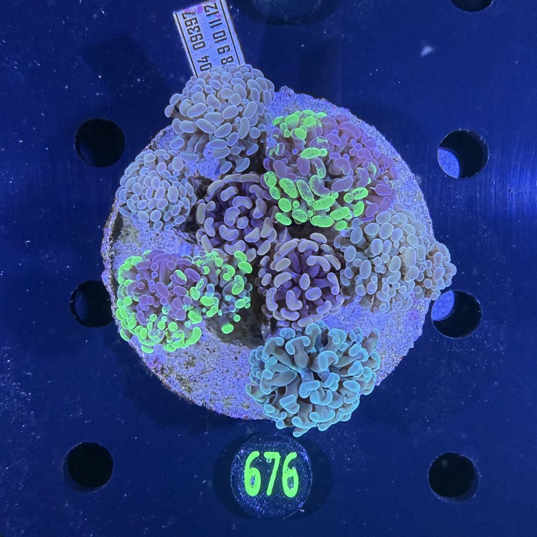 Euphyllia paraancora Kolonie WYSIWYG 0676