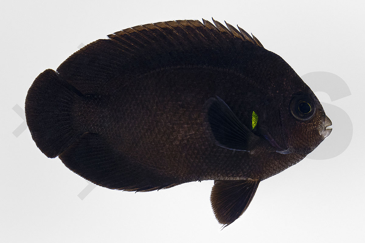 Centropyge nox - Mitternachts Zwergkaiserfisch Centropyge nox - Mitternachts Zwergkaiserfisch