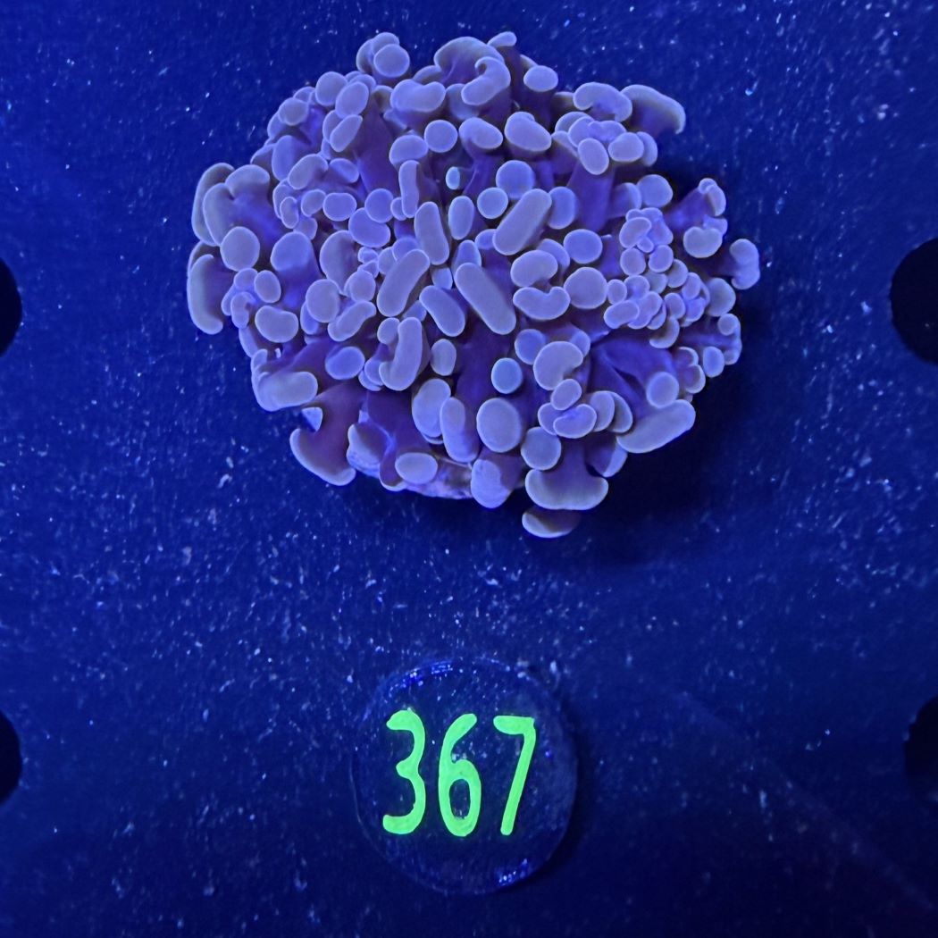 Euphyllia paraancora 2 Kopf "Rosegold" 0367