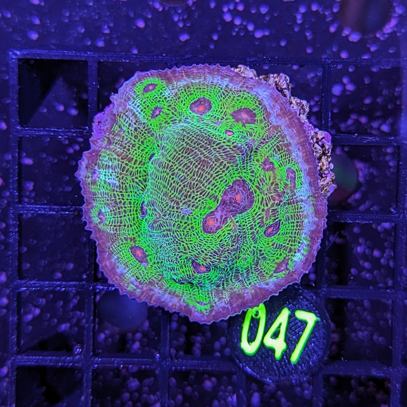 Echinophyllia sp. - Kelchkoralle Avatar Deutsche Nachzucht 0047