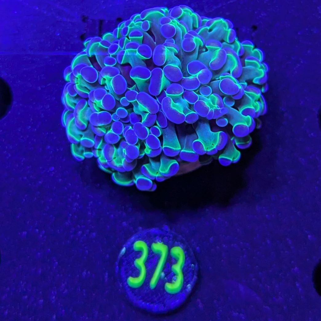 Euphyllia paraancora "ultra Two Tone" - Deutsche Nachzucht 0373