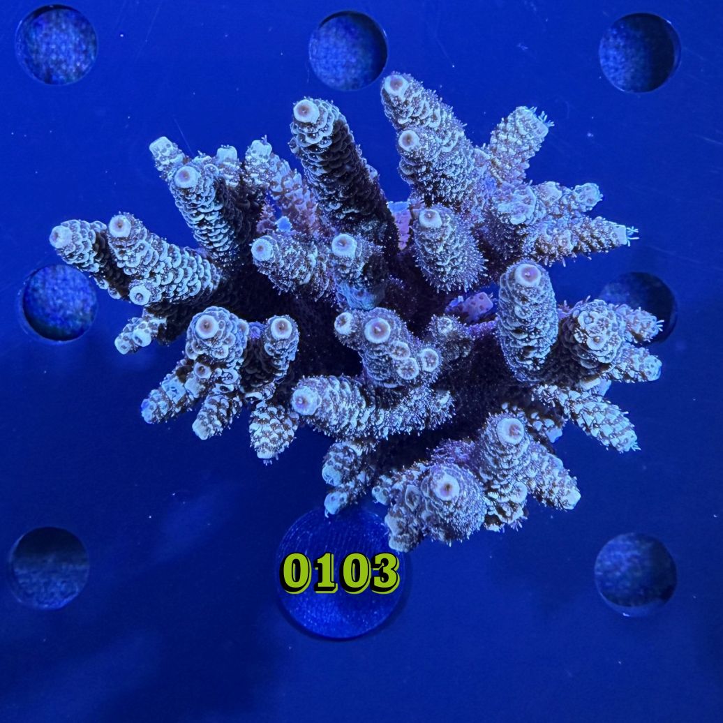 Acropora sp. WYSIWYG 0103