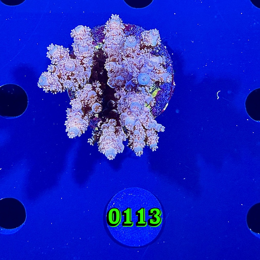 Acropora tenuis WYSIWYG 0113