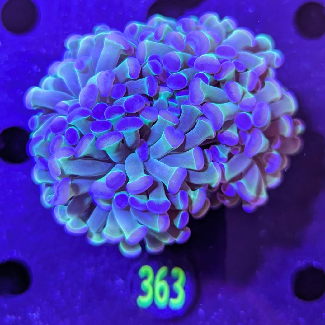 Euphyllia paraancora "Holo" 0363