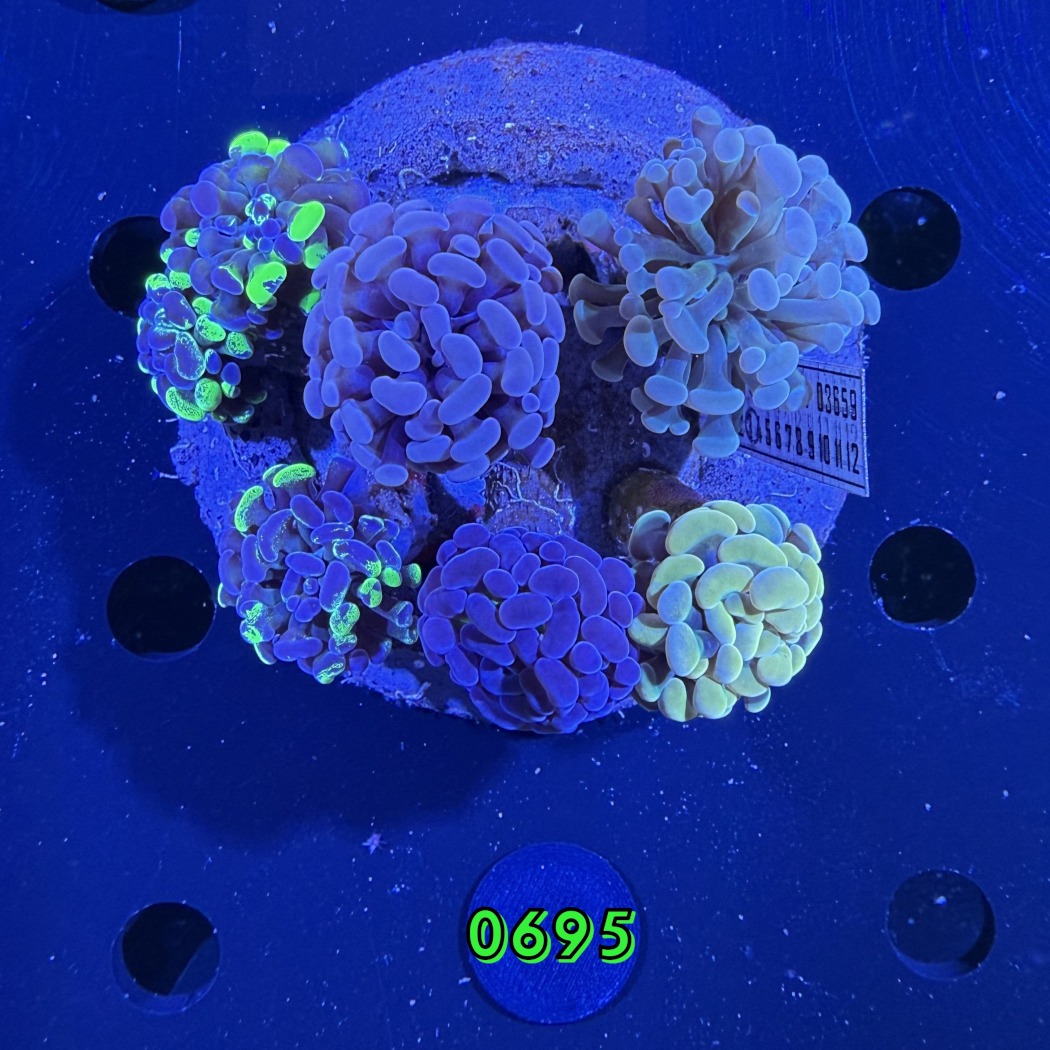 Euphyllia paraancora Kolonie WYSIWYG 0695